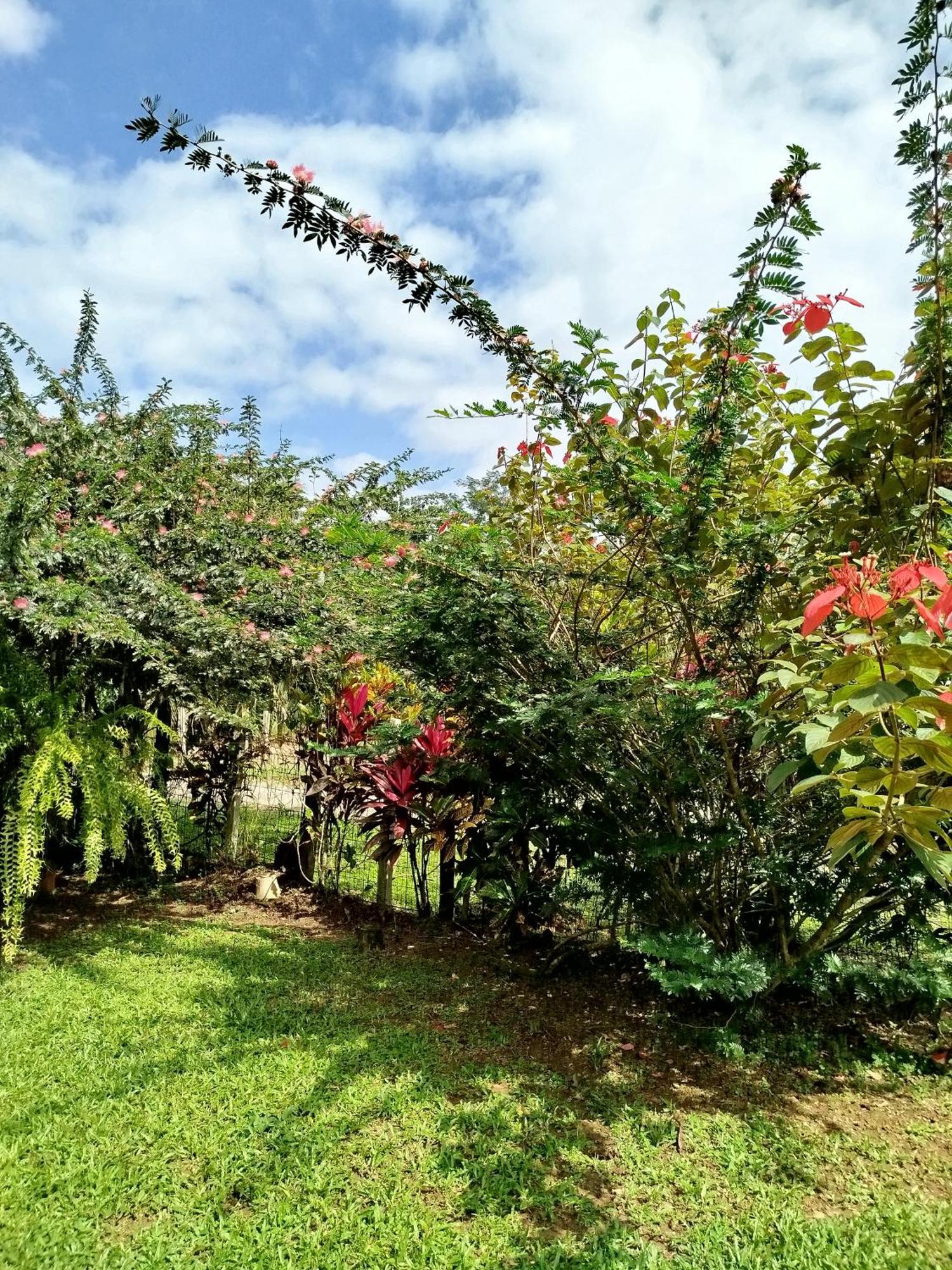 Paraiso Verde Siqurres Da Alegria Quarto foto
